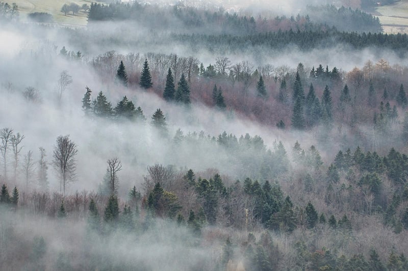 Mystical Forest